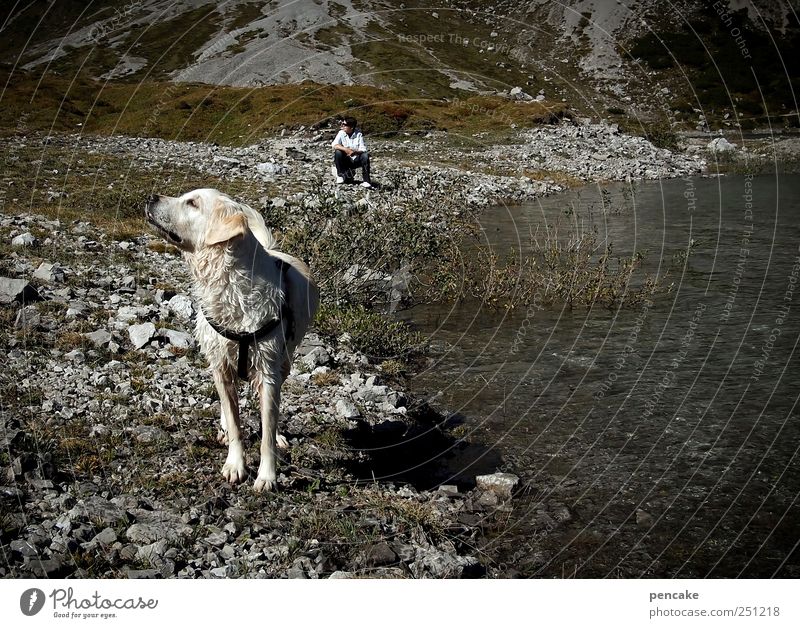 in sync Natur Landschaft Felsen Alpen Berge u. Gebirge Lünersee Vorarlberg Rätikon See Haustier Hund Retriever 1 Tier Blick träumen wandern warten authentisch