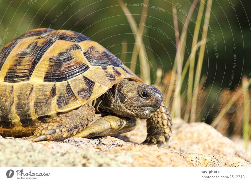Nahaufnahme der griechischen Schildkröte Umwelt Natur Tier Haustier alt natürlich wild grün Farbe Griechen Landschildkröte testudo Graeca