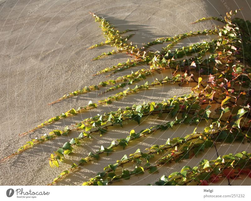 Chamansülz | 555 | immer an der Wand lang... Umwelt Natur Pflanze Schönes Wetter Efeu Blatt Grünpflanze Mauer leuchten Wachstum ästhetisch authentisch einfach