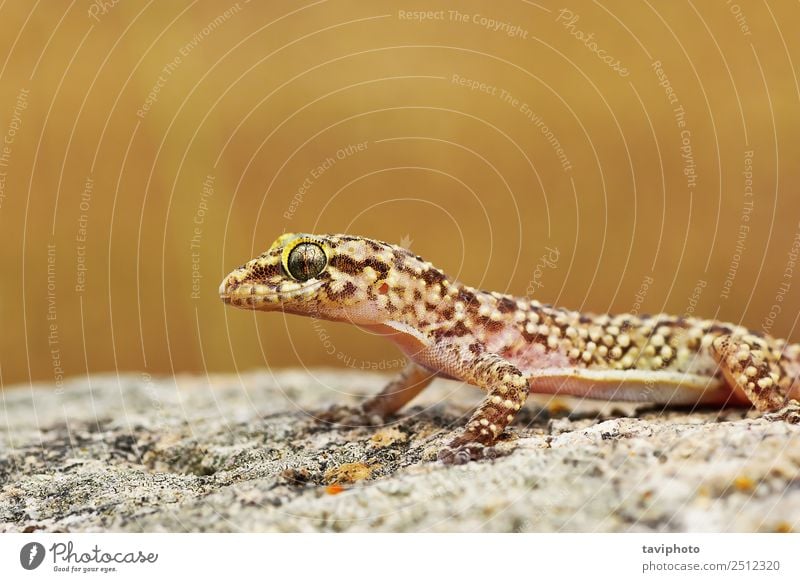 Nahaufnahme des wilden türkischen Geckos schön Haut Haus Natur Tier natürlich niedlich braun grau Farbe Bild Tierwelt Halbfinger-Gecko Turcicus Hintergrund