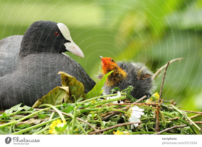 Blässhuhn mit Huhn im Nest schön Familie & Verwandtschaft Umwelt Natur Tier Teich See Fluss Vogel klein niedlich wild braun grau schwarz Frühling Hähnchen
