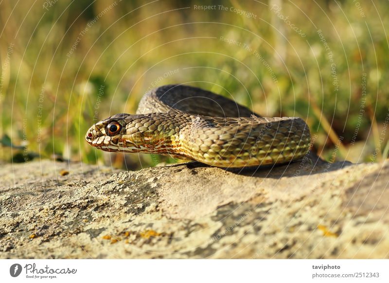 Gesamtansicht der östlichen Montpellier-Schlange schön Sonnenbad Umwelt Tier Felsen natürlich wild braun Angst gefährlich Farbe Malpolon insignitus sonnend