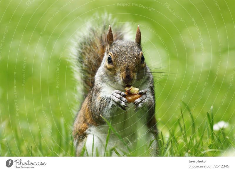 graues Eichhörnchen frisst Nuss auf dem Rasen Essen schön Garten Natur Tier Gras Park Wald Pelzmantel füttern sitzen stehen klein lustig natürlich niedlich wild