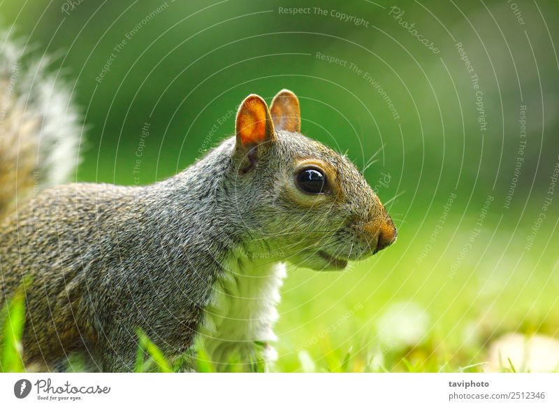 graues Eichhörnchen-Porträt auf dem Rasen Gesicht Garten Baby Natur Tier Baum Park Pelzmantel klein lustig natürlich niedlich wild braun grün weiß