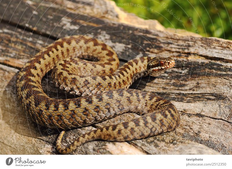männliche Kreuzotter, die sich auf Holz sonnt. schön Mann Erwachsene Natur Tier Schlange wild braun grau Angst gefährlich giftig Tierwelt Europäer Reptil Vipera