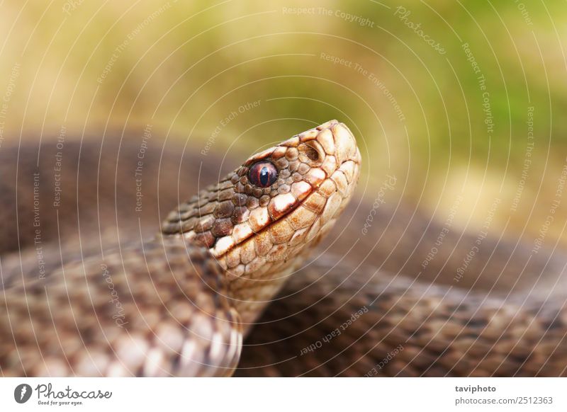 Porträt einer weiblichen gemeinen europäischen Viper schön Haut Frau Erwachsene Natur Tier Wildtier Schlange wild braun grau Angst gefährlich Natter Vipera