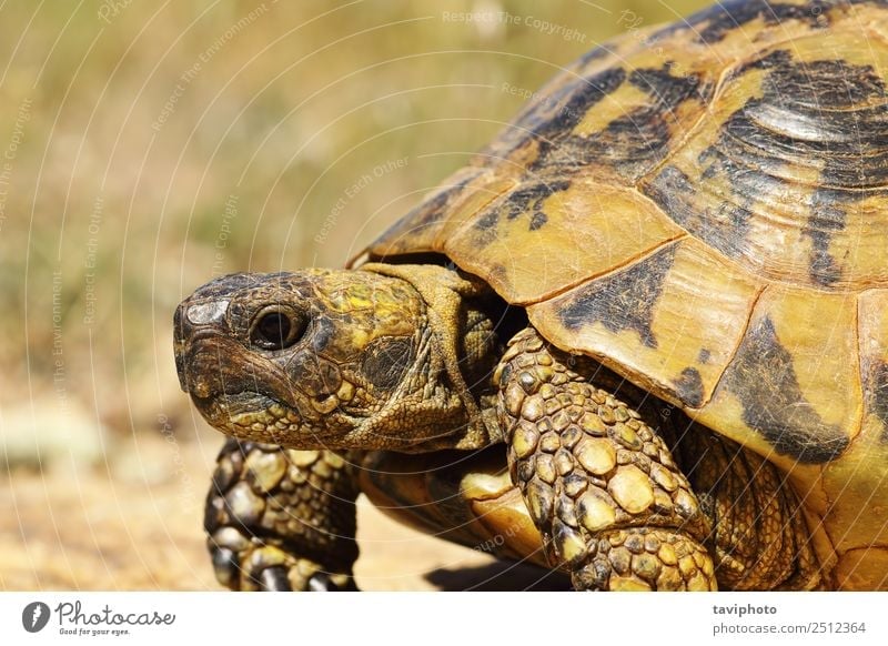 Portrait der griechischen Schildkröte Natur Tier Haustier alt natürlich wild grün Farbe Griechen testudo Graeca geschützt Reptil langsam