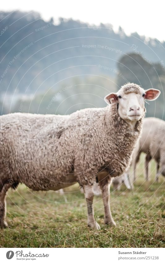 [CHAMANSÜLZ 2011] Huschel Wiese Feld Nutztier Wildtier Tiergesicht Herde beobachten Angst hören warten Respekt Menschlichkeit Wolle kuschlig Schafherde