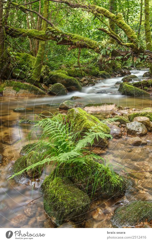 Fluss durch den Wald Ferien & Urlaub & Reisen Abenteuer Wissenschaften Umwelt Natur Landschaft Pflanze Wasser Erde Frühling Baum Moos Wasserfall Galicia