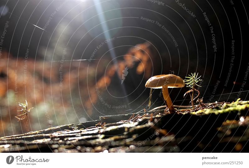 mykomagisch Natur Pflanze Urelemente Erde Wassertropfen Pilz Pilze Wald Stimmung Wasserdampf Dampf Spinngewebe morsch Holz Farbfoto Licht Sonnenstrahlen