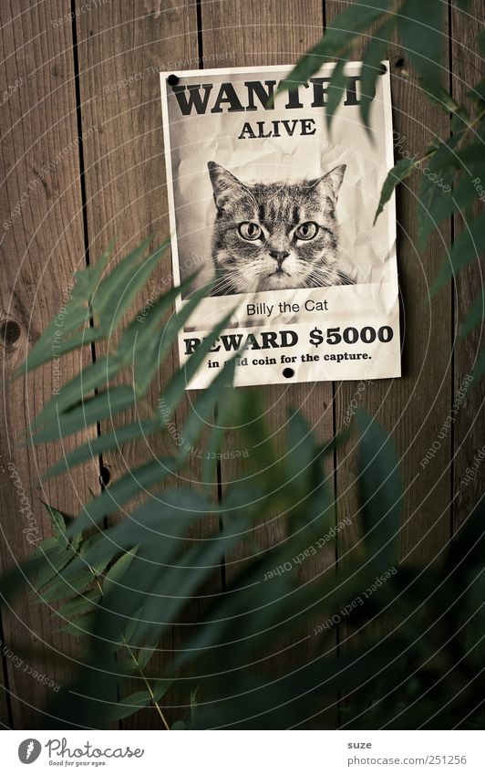 *1.600* Billy the Cat Pflanze Tier Blatt Katze Papier außergewöhnlich lustig grün Werbung Suche Bild Fahndung Kopfgeld Holzwand Wand Steckbrief Plakat vermissen