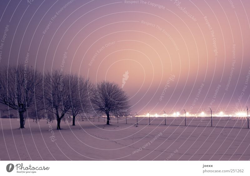 Abseits der Stadt Landschaft Nachthimmel Winter Schnee Baum Park hell gelb violett schwarz Farbfoto Gedeckte Farben Außenaufnahme Menschenleer Kunstlicht