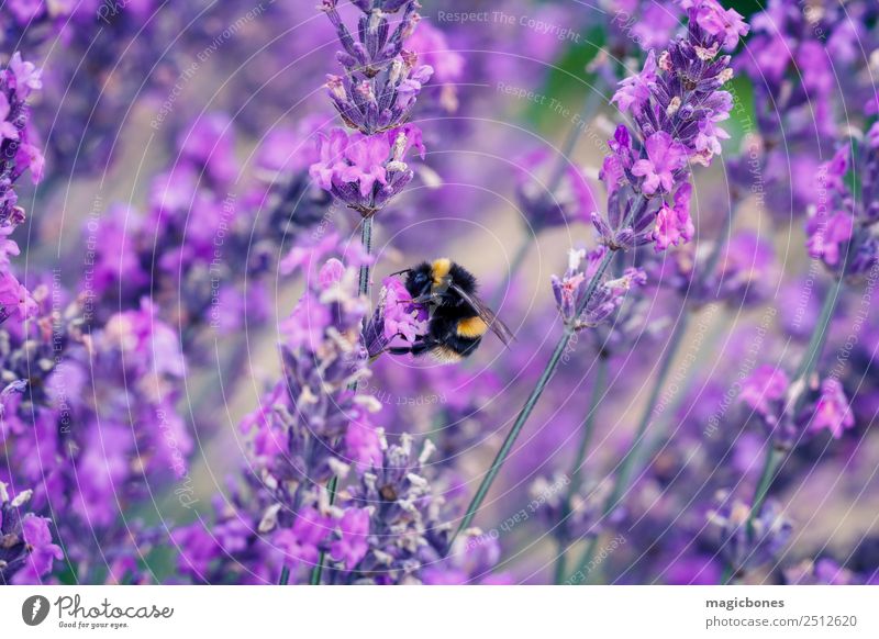 Biene auf Lavendelpflanze Natur Blume Feld 1 Tier füttern gelb Bauernhof Lavendelfarm Lavendelfeld Pollenflug purpur Hummel Nektar Sommer England Großbritannien
