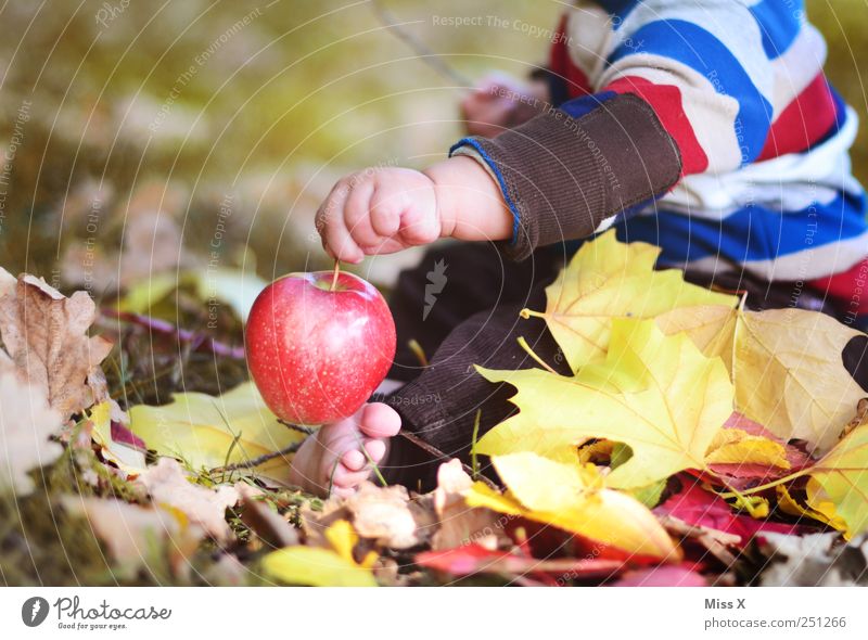 kleiner Adam Lebensmittel Apfel Ernährung Bioprodukte Mensch Kind Baby Kleinkind Hand 1 0-12 Monate 1-3 Jahre Natur Herbst Schönes Wetter Wiese lecker niedlich