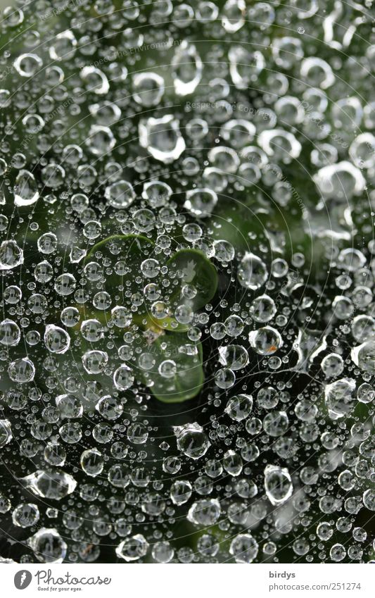 Taufrisch Wassertropfen Grünpflanze glänzend hängen ästhetisch außergewöhnlich Sauberkeit Reinheit Natur gefangen viele durchsichtig Spinnennetz Farbfoto