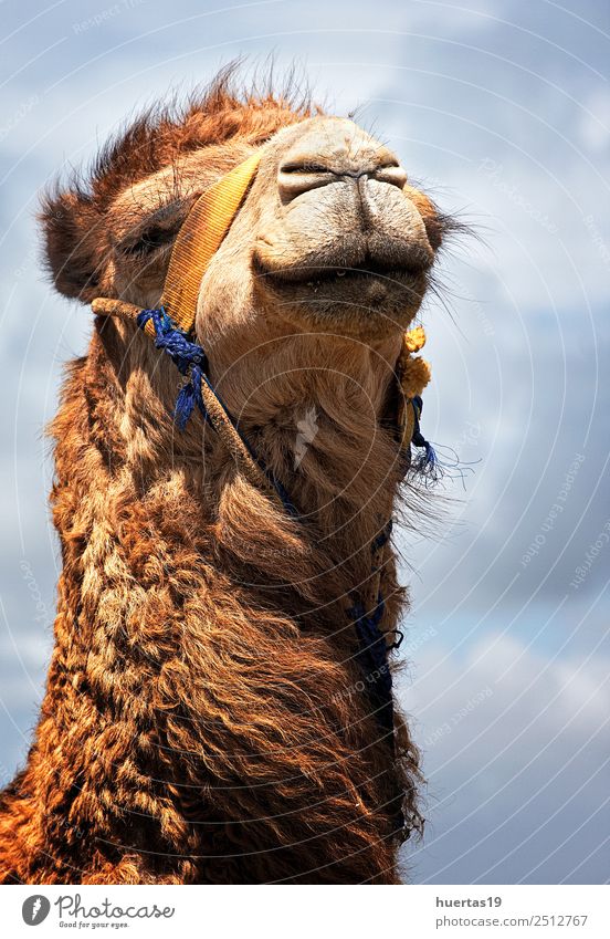 Kamele in Freiheit Ferien & Urlaub & Reisen Strand Meer Natur Tier Wildtier 1 Aggression groß wild blau braun Tanger Marokko Tiere typisch Feiertage