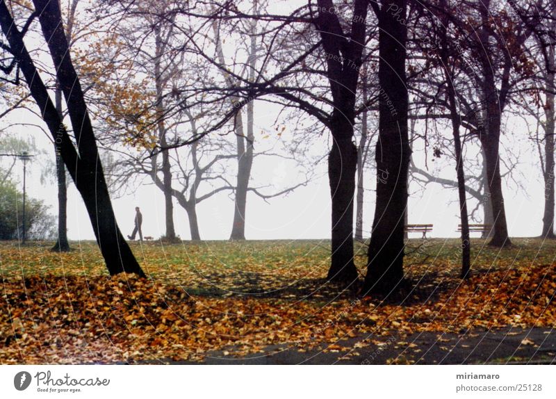 Herbstspaziergang Baum Blatt Hund Nebel Landschaft Mensch