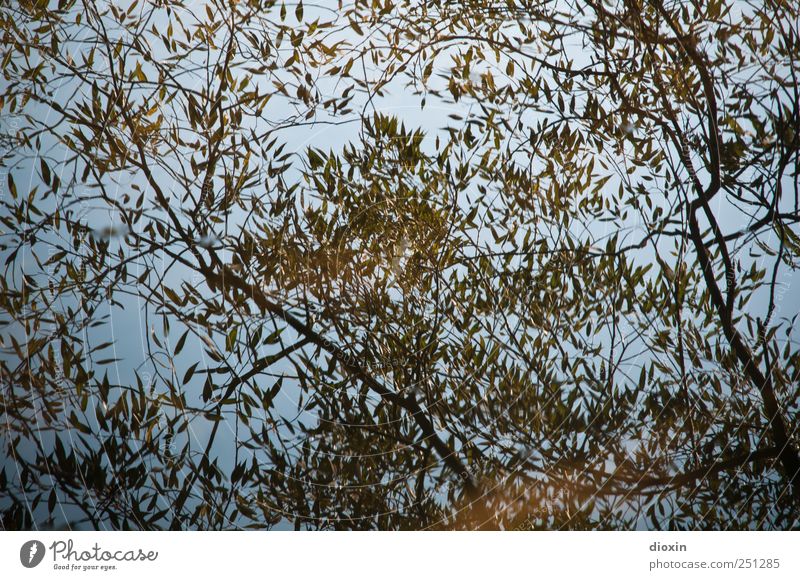 [CHAMANSÜLZ 2011] Wasserpflanze Pflanze Baum Sträucher Blatt Ast Park See Fluss nass natürlich Natur Reflexion & Spiegelung Muster Farbfoto Außenaufnahme