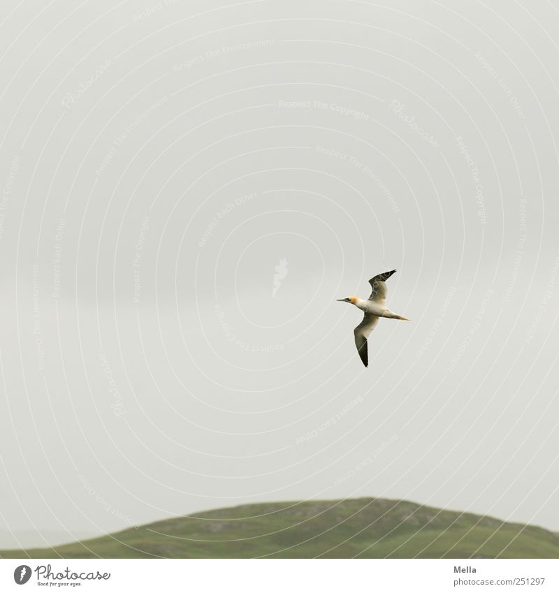 Sein Umwelt Natur Luft Himmel Hügel Tier Vogel Basstölpel 1 Bewegung fliegen frei grau Freiheit Schottland Farbfoto Außenaufnahme Menschenleer