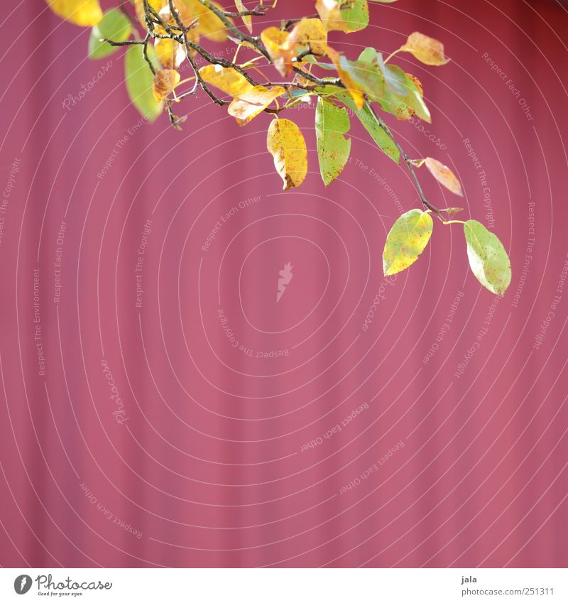 CHAMANSÜLZ | kopfkissen-kollektion Umwelt Natur Herbst Pflanze Blatt natürlich schön gelb grün rot Farbfoto Außenaufnahme Menschenleer Textfreiraum unten