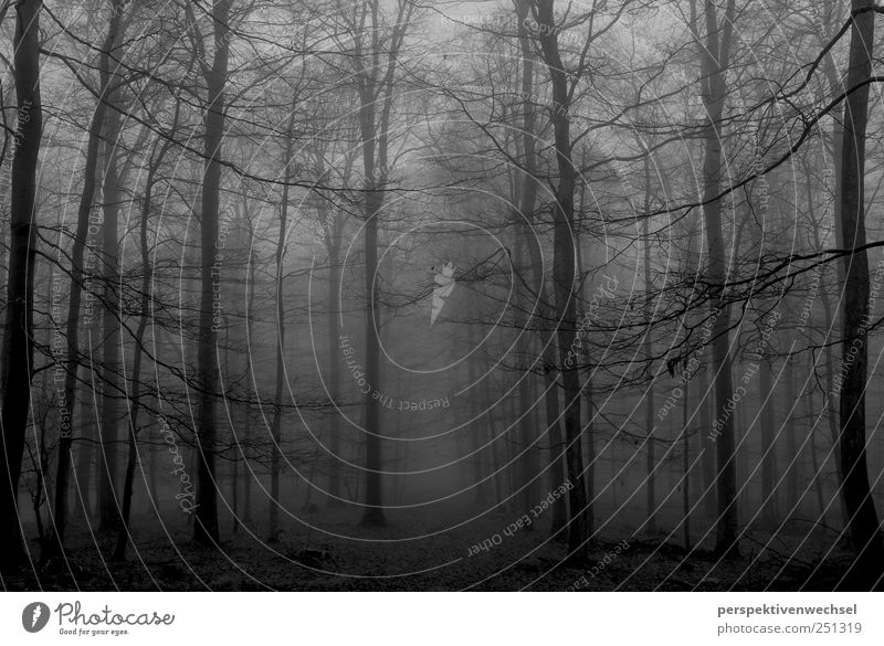 wald Natur Landschaft Winter Nebel Baum Wald ästhetisch bedrohlich kalt natürlich schwarz weiß Gefühle Kraft Sehnsucht Freiheit Leben Stimmung Tod Unendlichkeit