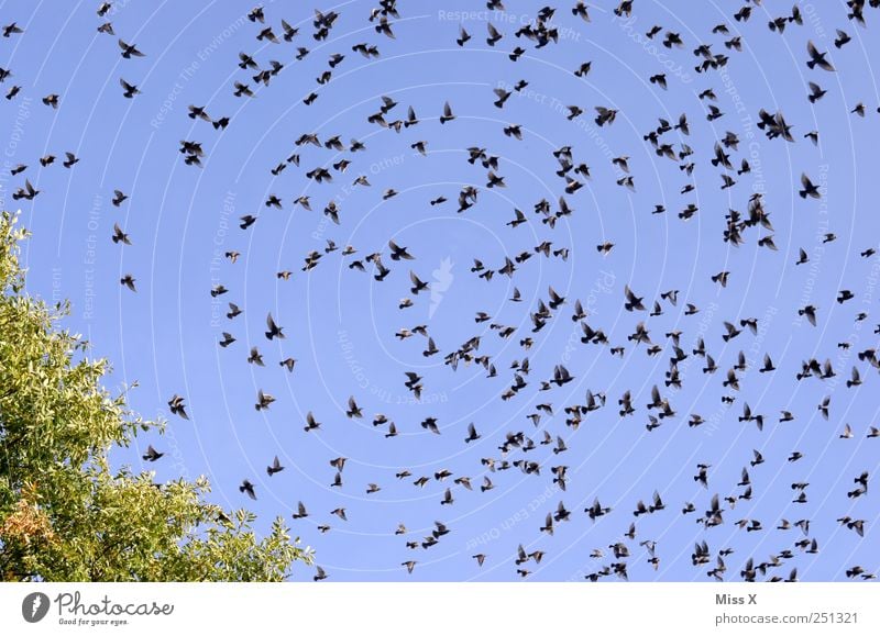 Aufbruch Wolkenloser Himmel Tier Vogel Schwarm fliegen viele reisend Versammlung Zugvogel Star flüchten Farbfoto mehrfarbig Außenaufnahme Muster Menschenleer