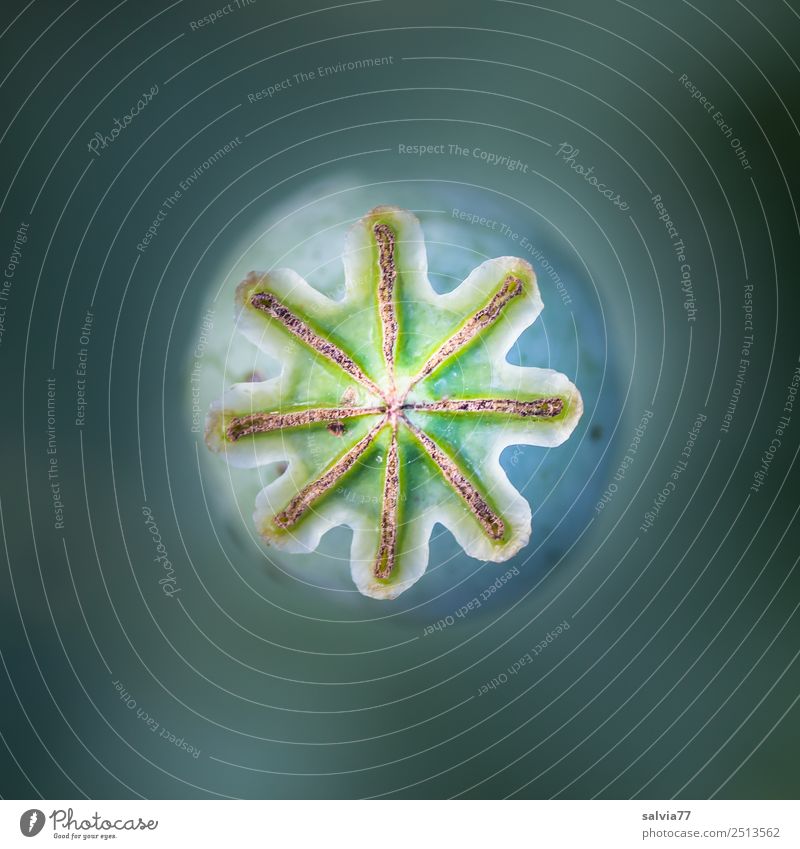 wie ein Zahnrad Natur Pflanze Mohn Mohnkapsel Samen rund blau grau grün ästhetisch Design Mittelpunkt Symmetrie Muster Strukturen & Formen Rad Kreis Farbfoto