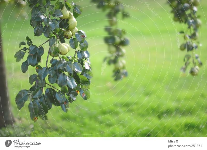 Birne Lebensmittel Frucht Ernährung Bioprodukte Natur Baum Blatt Garten hängen Wachstum lecker sauer süß grün Birnbaum viele Ernte Ast Zweige u. Äste Wiese