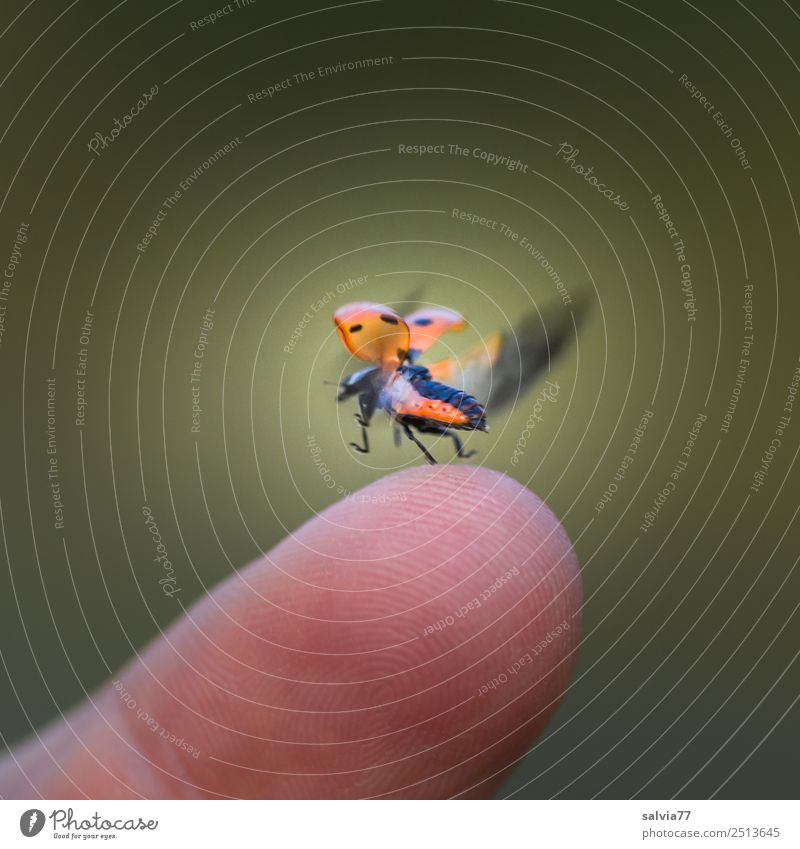 Geschwindigkeit | Flügelschlag Finger Natur Tier Käfer Insekt Siebenpunkt-Marienkäfer 1 Beginn Bewegung Entschlossenheit Leichtigkeit Ziel fliegen Flugzeugstart