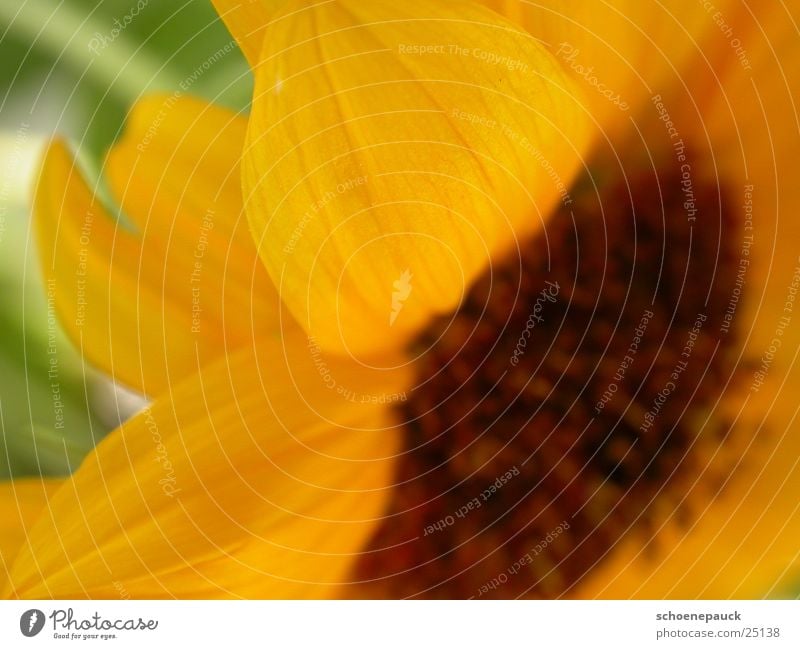 Sonnenblume (Extremer Closeup) Blüte Pflanze gelb Blatt Blume Nahaufnahme Samen