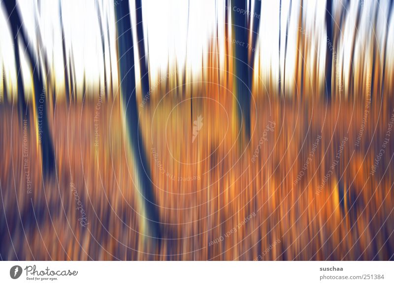 im wald II Umwelt Natur Landschaft Himmel Herbst Klima Wald außergewöhnlich mehrfarbig abstrakt Bäume Baumstämme Farbfoto Außenaufnahme Experiment Menschenleer