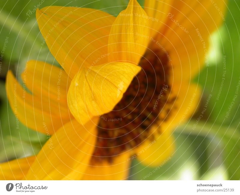 Sonnenblume (Closeup) Blüte Pflanze Blatt gelb Nahaufnahme