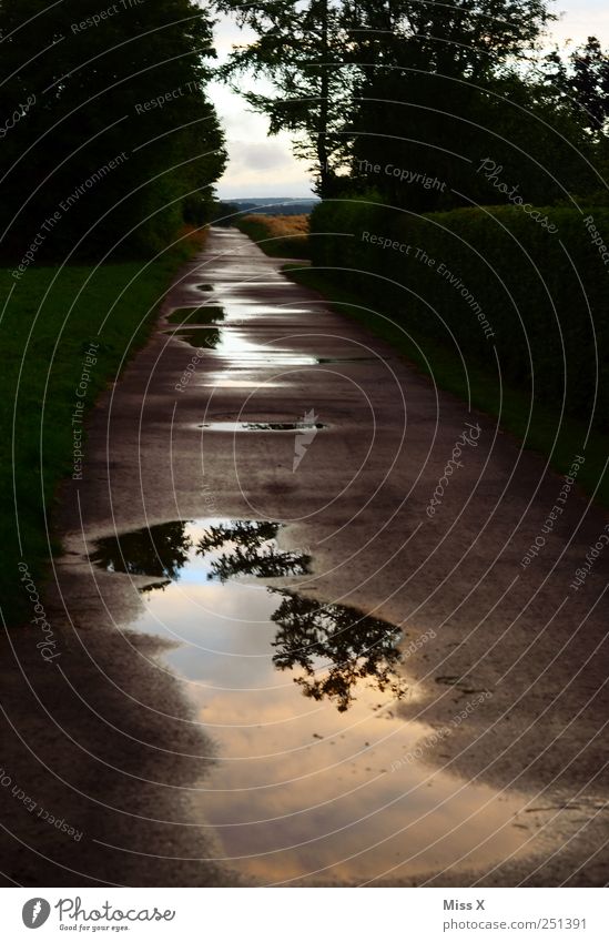 Pfützenfoto Natur schlechtes Wetter Regen Baum Straße Wege & Pfade dunkel nass Einsamkeit Reflexion & Spiegelung Farbfoto Außenaufnahme Menschenleer Abend