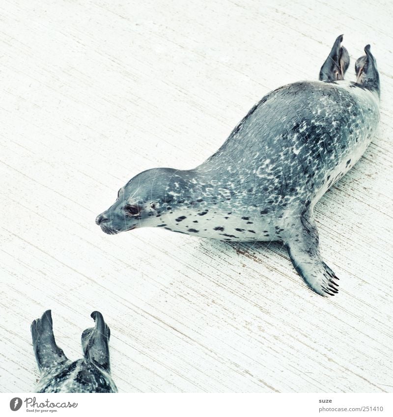 Hinterherrobben Tier Wildtier Tiergesicht liegen hell lustig Neugier niedlich wild weiß Seehund Robben Tierschutz Kopf Ringelrobbe Flosse Holzfußboden Steg