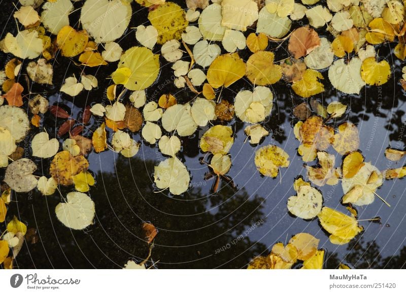 Herbstpalette in einer Pfütze Natur Pflanze Urelemente Wasser Klima schlechtes Wetter Regen Blatt Park chaotisch Ende Energie Kunst Rätsel Farbfoto