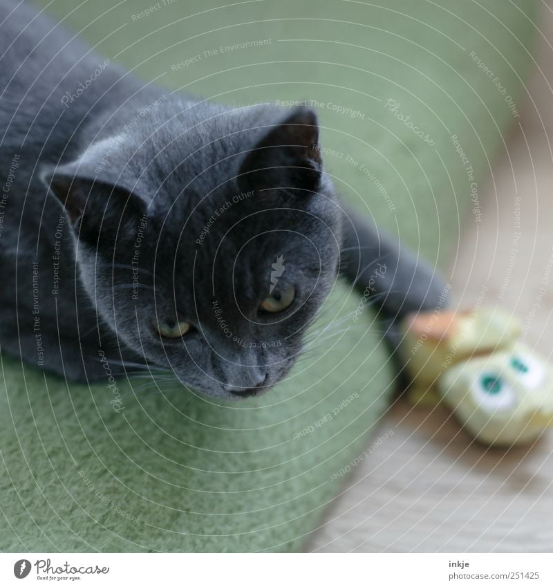 Unschuldslamm Haustier Katze Tiergesicht Hauskatze 1 Spielzeug Stofftiere Wolldecke festhalten liegen machen Blick Spielen gelb grau grün Gefühle Stimmung