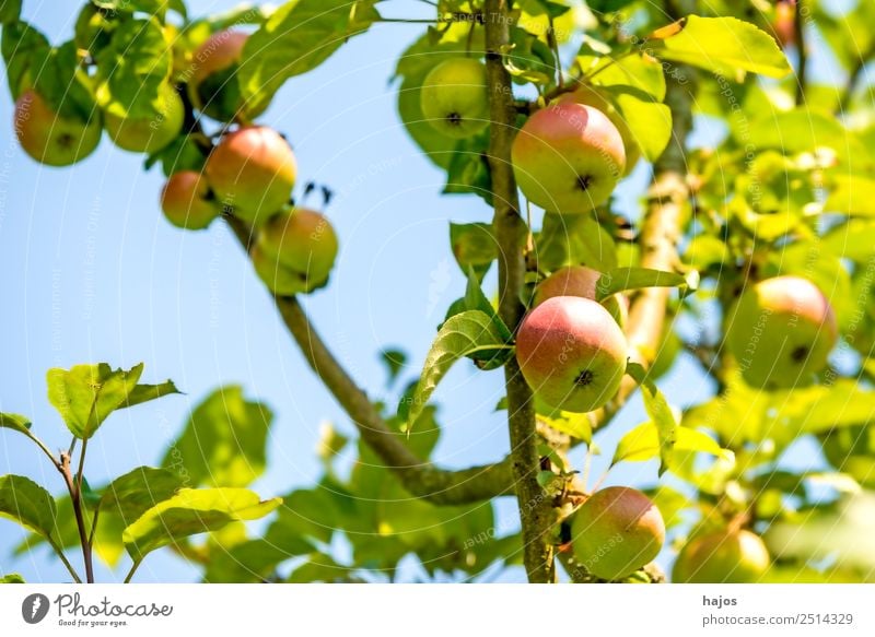 reife Äpfel an einem Baum Frucht Apfel Sommer Natur Himmel Gesundheit Apfelbaum grün Obst gesund Anbau Garten Landwirtschaft Obstanbau blau Farbfoto