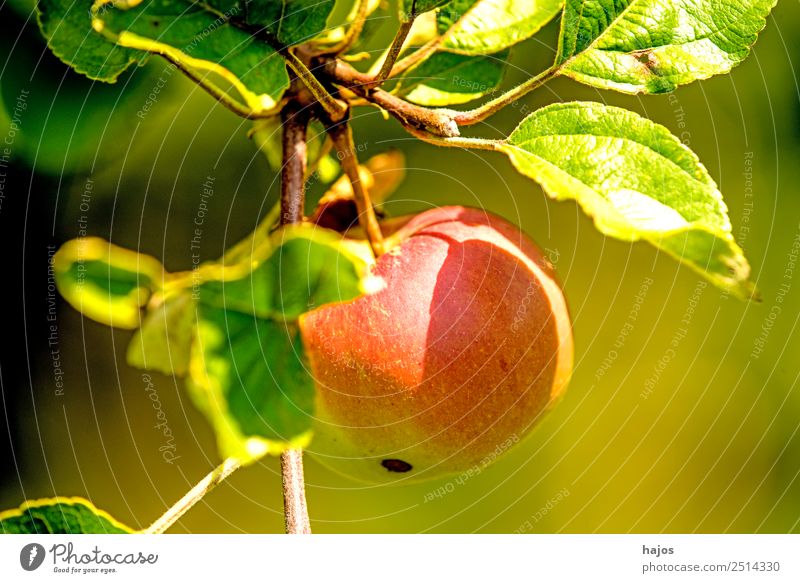 Apfel, reif am Baum Frucht Sommer Natur Gesundheit rot Apfelbaum Nahaufnahme Garten Obstanbau Landwirtschaft Essen Snack Ernährung Ballaststoff Farbfoto