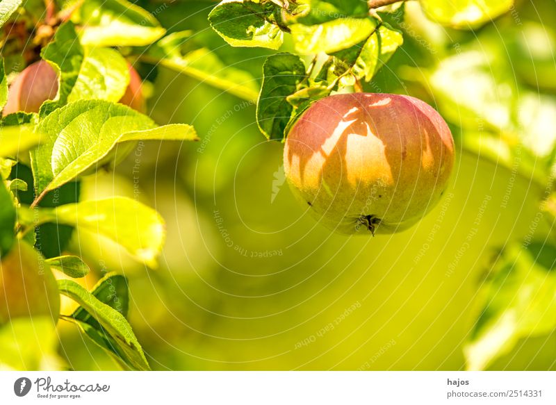 Apfel, reif am Baum Sommer Natur Gesundheit rot grün Apfelbaum Obst gesund Vitamin C Garten Essen Gesunde Ernährung Farbfoto Außenaufnahme Nahaufnahme