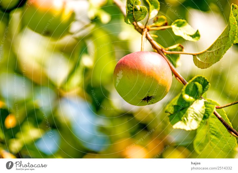 Apfel, reif am Baum Frucht Sommer Natur frisch Apfelbaum Obst gesund Anbau Garten Obstanbau Landwirtschaft Produkt Vitamin C Ernährung Essen Farbfoto