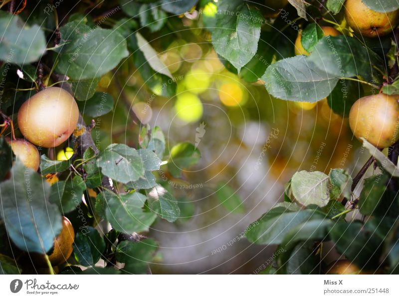Apfelrahmen Lebensmittel Ernährung Bioprodukte Umwelt Baum Blatt Garten lecker rund saftig sauer süß Rahmen Apfelbaum Zweige u. Äste Ast Farbfoto mehrfarbig