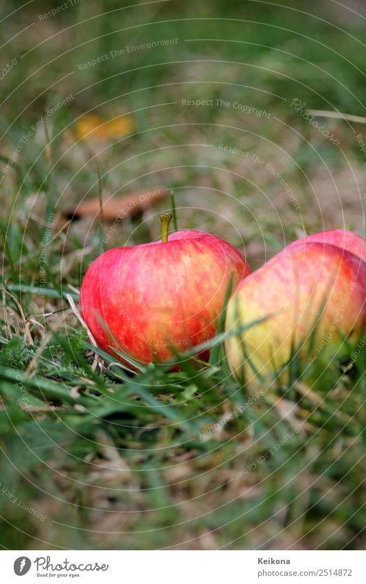 Ripe apples in domestic garden on the floor. Natur Pflanze Sommer Baum Nutzpflanze Garten Wiese Gesundheit Apfel Gartenarbeit pflücken Sammlung Frucht rot