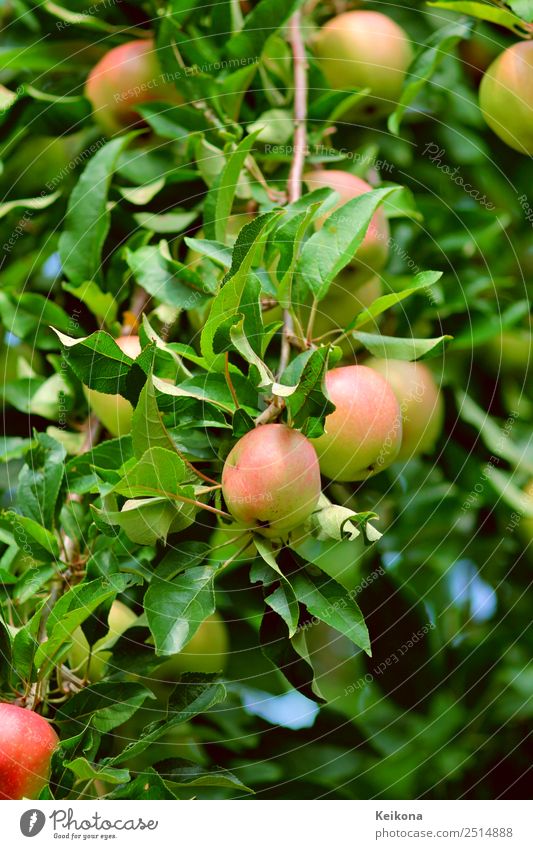 Little apples on a branch. Natur Schönes Wetter Baum Sträucher Nutzpflanze Garten Ferien & Urlaub & Reisen Gesundheit Essen Apfel Apfelbaum Gartenarbeit