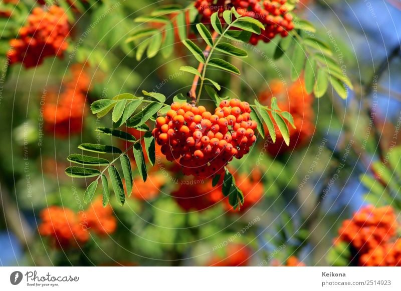 Orange red rowan berries on a branch. Natur Landschaft Pflanze Sommer Sträucher Nutzpflanze Garten Wald Klima Sinnesorgane Ebereschenblätter Vogelbeerbaum
