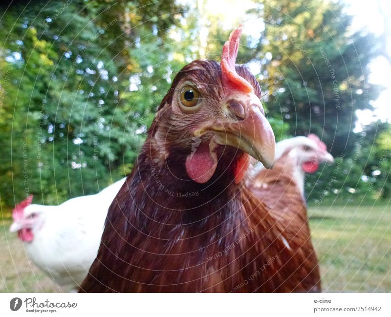 Eier legende glückliche Hühner im Grünen Fleisch Ernährung Umwelt Natur Schönes Wetter Gras Sträucher Tier Haustier Nutztier Flügel Streichelzoo Haushuhn 3