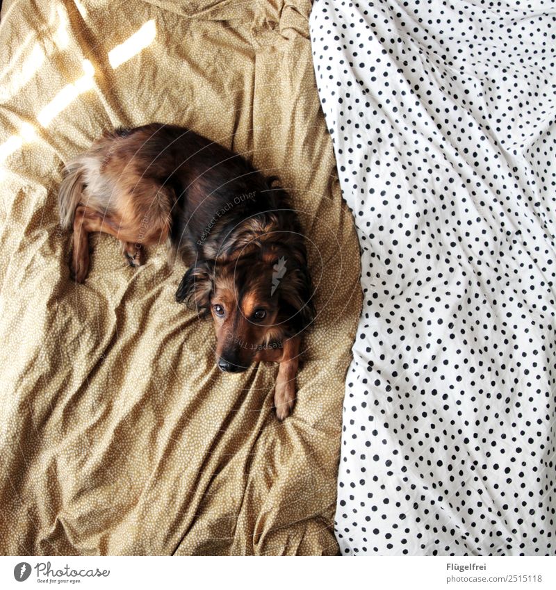 Na, Frühstück im Bett? Tier Hund 1 liegen Bettwäsche Mischling Erholung schlafen Schlafzimmer gemütlich Sonne Sonnenlicht Morgen Haustier Punkt Muster