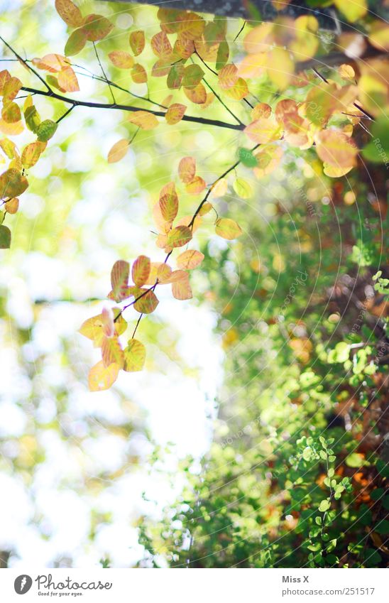 Herbstlich Natur Schönes Wetter Pflanze Baum Sträucher Blatt Wachstum hell herbstlich Ast Zweig Zweige u. Äste Farbfoto Außenaufnahme Nahaufnahme Menschenleer