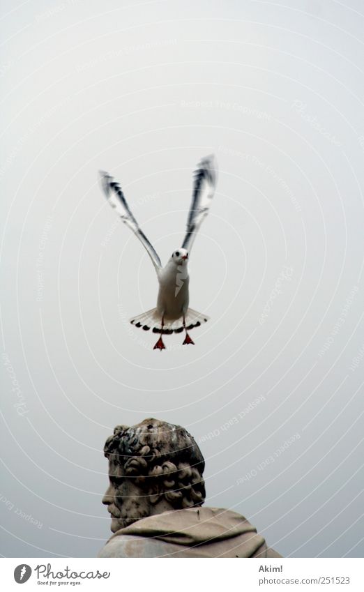 Abflug...nächster Stop "Mittelalter" Sightseeing Kunst Skulptur Tier Vogel 1 fliegen Blick ästhetisch grau silber weiß Möwe Möwenvögel Silbermöwe Flügel
