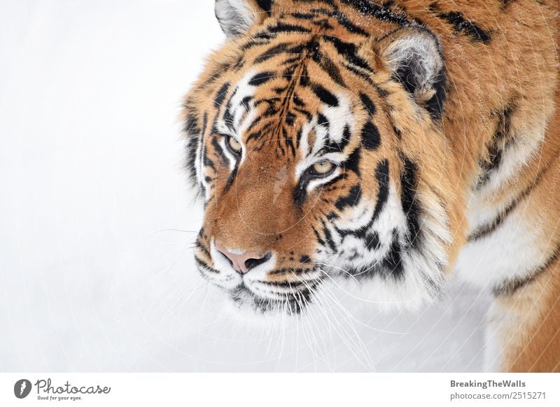 Nahaufnahme eines jungen sibirischen Tigers im weißen Schnee Natur Tier Winter Wetter Wildtier Katze Tiergesicht 1 beobachten frisch wild amur Schnauze Tierwelt
