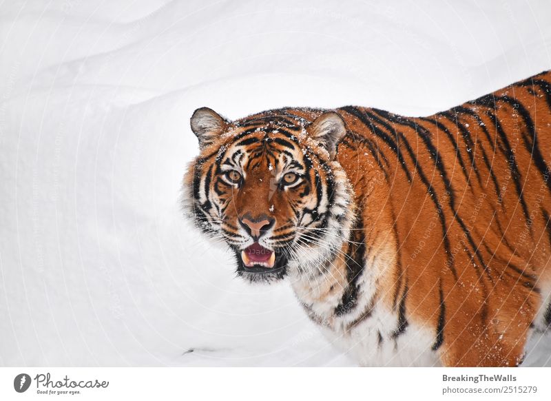 Nahaufnahme eines jungen sibirischen Tigers im Schnee Natur Tier Winter Wetter Wildtier Katze Zoo 1 beobachten frisch wild weiß Schnauze Tierwelt Säugetier